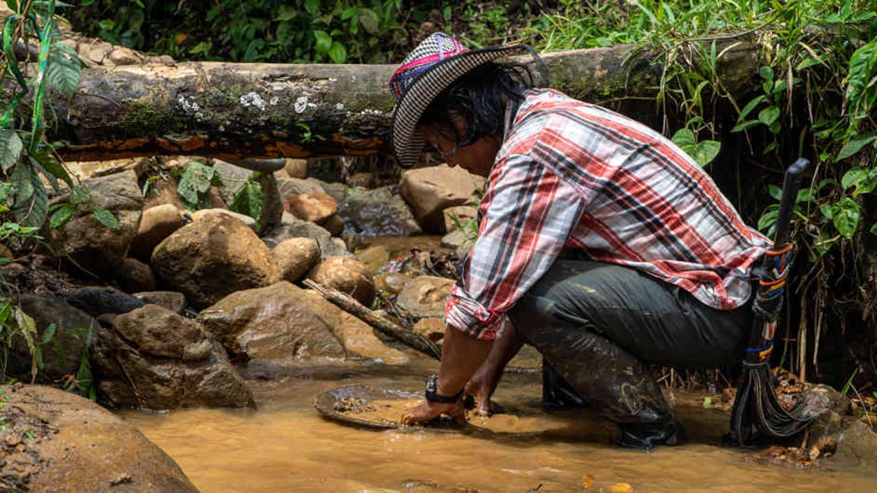 Con la batea, herramienta principal para barequear, los indígenas de Frontino extraen oro libre de mercurio.