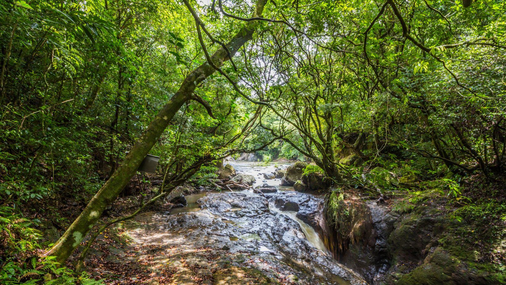 La Selva del Darién, el peligroso obstáculo en el que han quedado los sueños de miles de migrantes