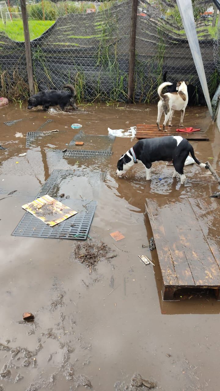 fundación Rufo Salvando Vidas