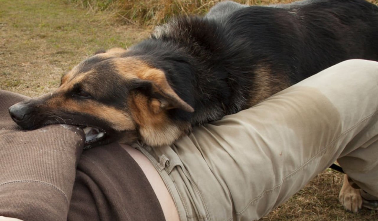 Los ataques de perros en Estados Unidos se están volviendo recurrentes