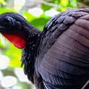 El Cauca, Valle del Cauca, Risaralda y Quindío son los departamentos que tienen la fortuna de disfrutar de la presencia de esta ave endémica, de pico negro y patas rojas. Foto: Parques Nacionales Naturales (PNN).
