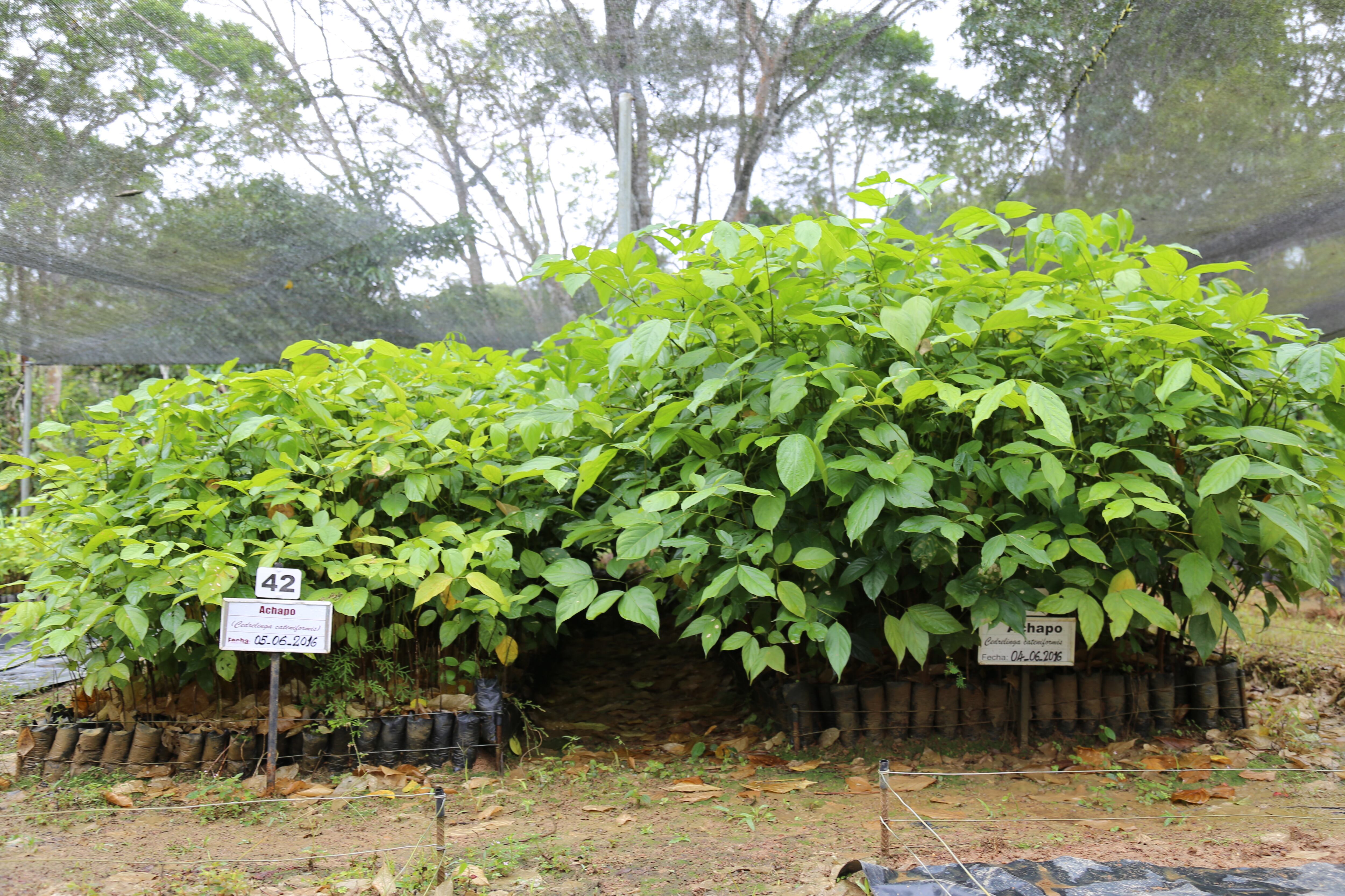 La Estación Experimental El Trueno, de 119 hectáreas, es considerado el laboratorio biológico más grande del Guaviare.