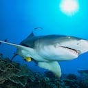 El tiburón limón de aleta falciforme (Negaprion acutidens) evoluciona sobre un arrecife de coral