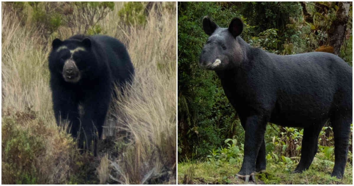 Tanto la danta como el oso ayudan a mantener en equilibrio los territorios al ser dispersores de semillas. Foto: Gustavo Pisso Flórez