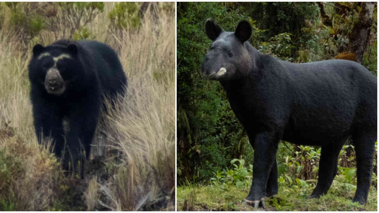 Tanto la danta como el oso ayudan a mantener en equilibrio los territorios al ser dispersores de semillas. Foto: Gustavo Pisso Flórez