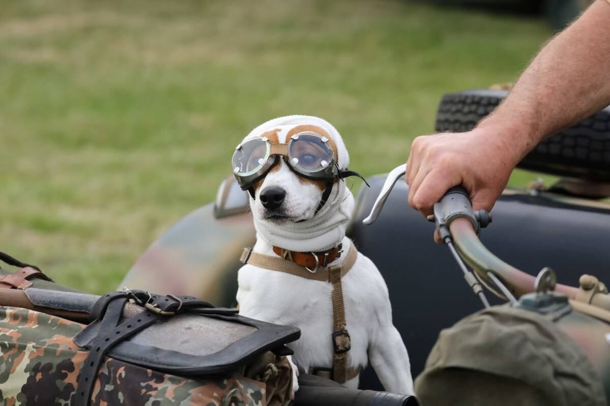  4 de junio - Un perro se sienta en el compartimiento de un vehículo de guerra en el campamento de la Fortaleza Hillman de la Segunda Guerra Mundial en Colleville-Montgomery, en el noroeste de Francia. Fotógrafo: Ludovic Marin