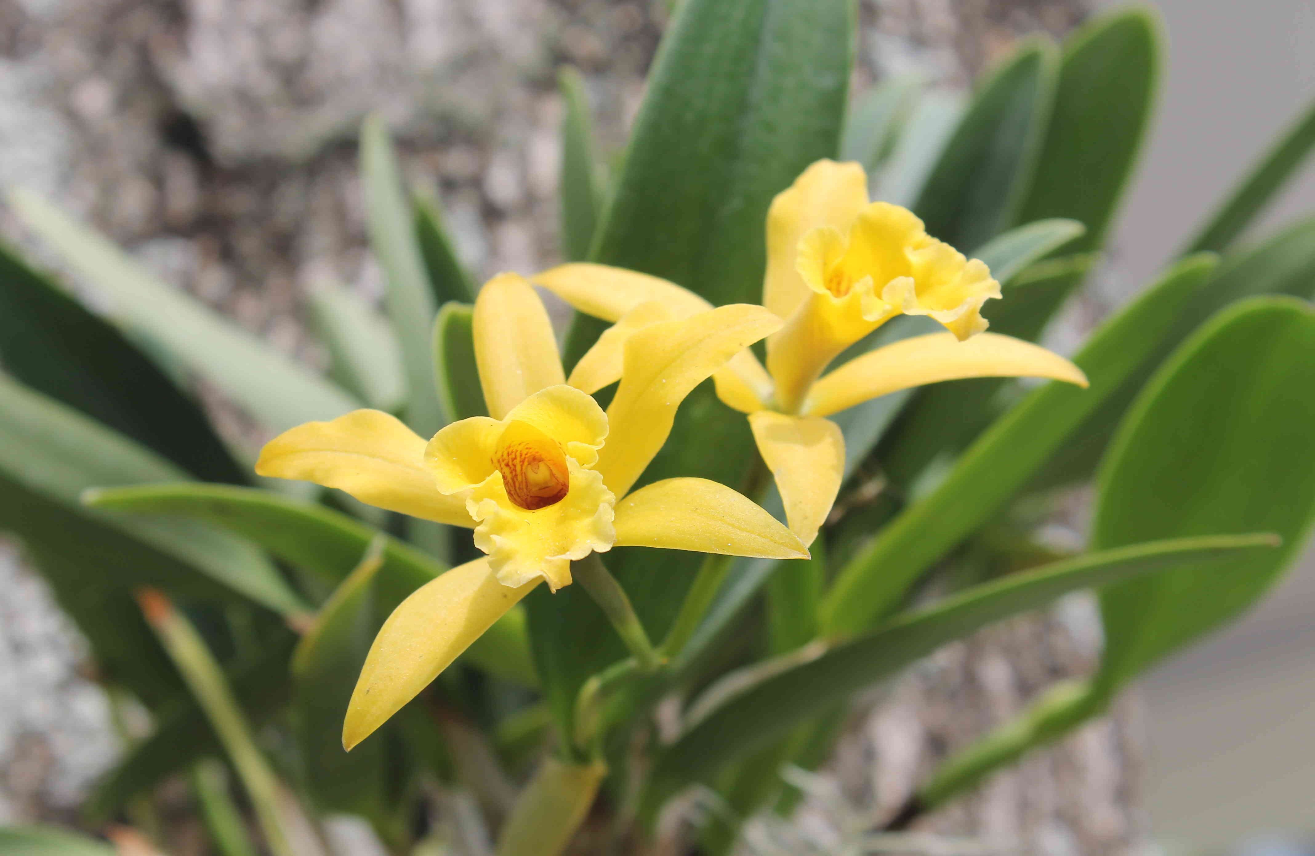 Las hierbas, son las plantas con mayor número de especies: 78 en total.