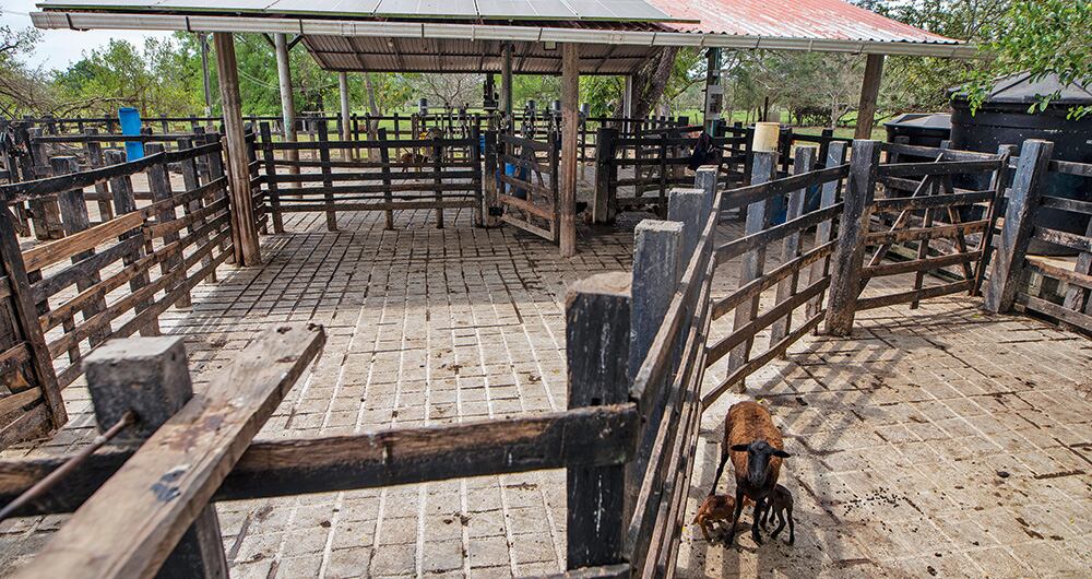 En El Ubérrimo hay ganadería.