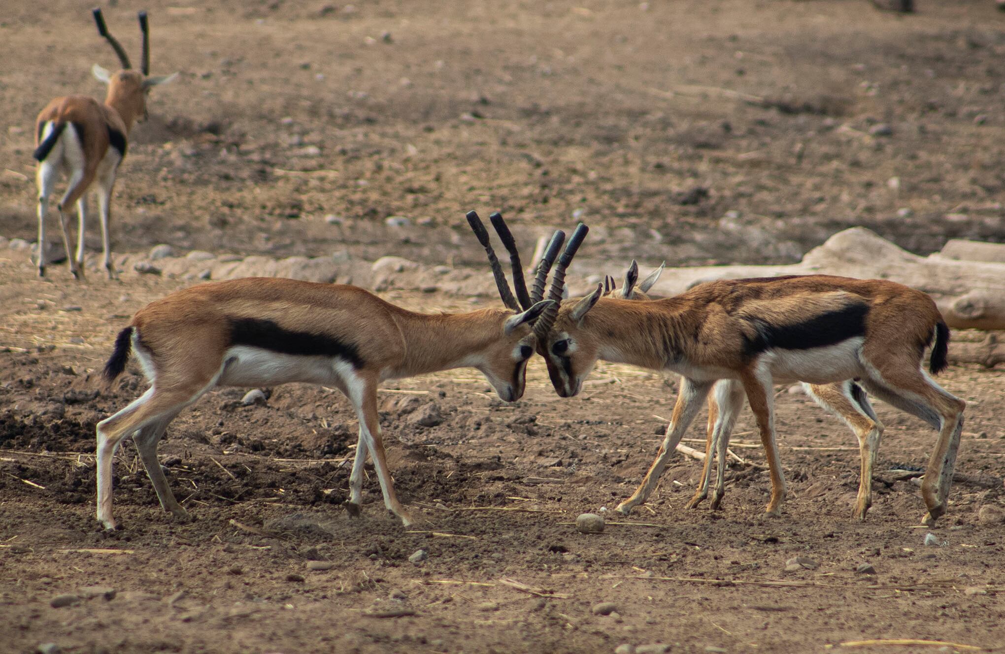 Zoológico en Santiago de Chile