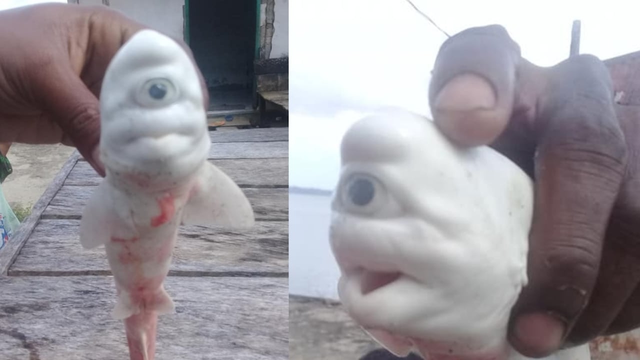 Bebé tiburón albino y cíclope encontrado en Indonesia