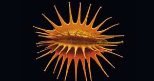 Esta es la semilla de Daucus Carota, pariente silvestre de la zanahoria.. Esta planta no es comestible, pero sus genes pueden utilizarse en nuevas variedades de zanahoria. Foto: Rob Kesseler