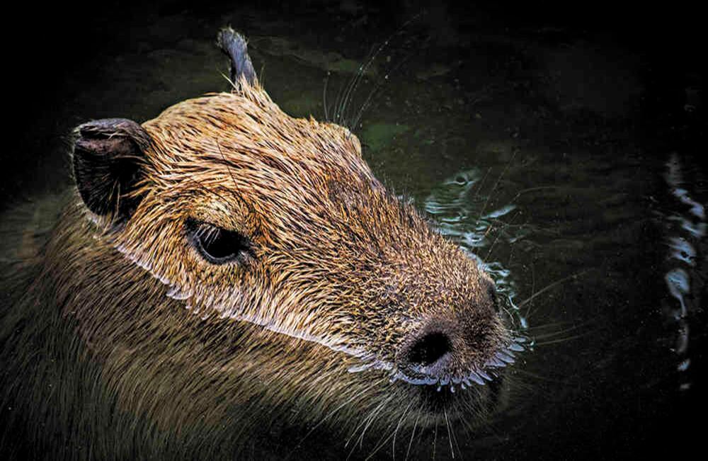Como parte de su responsabilidad ambiental, las empresas petroleras realizan labores de conservación y reforestación en las zonas de influencia de su operación. Foto: iStock