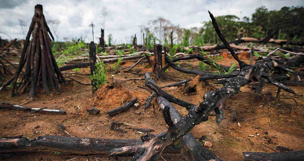 En Colombia, buena parte de la deforestación está ligada al acaparamiento de tierra, asociada a la ganadería extensiva. Foto: Esteban Vega