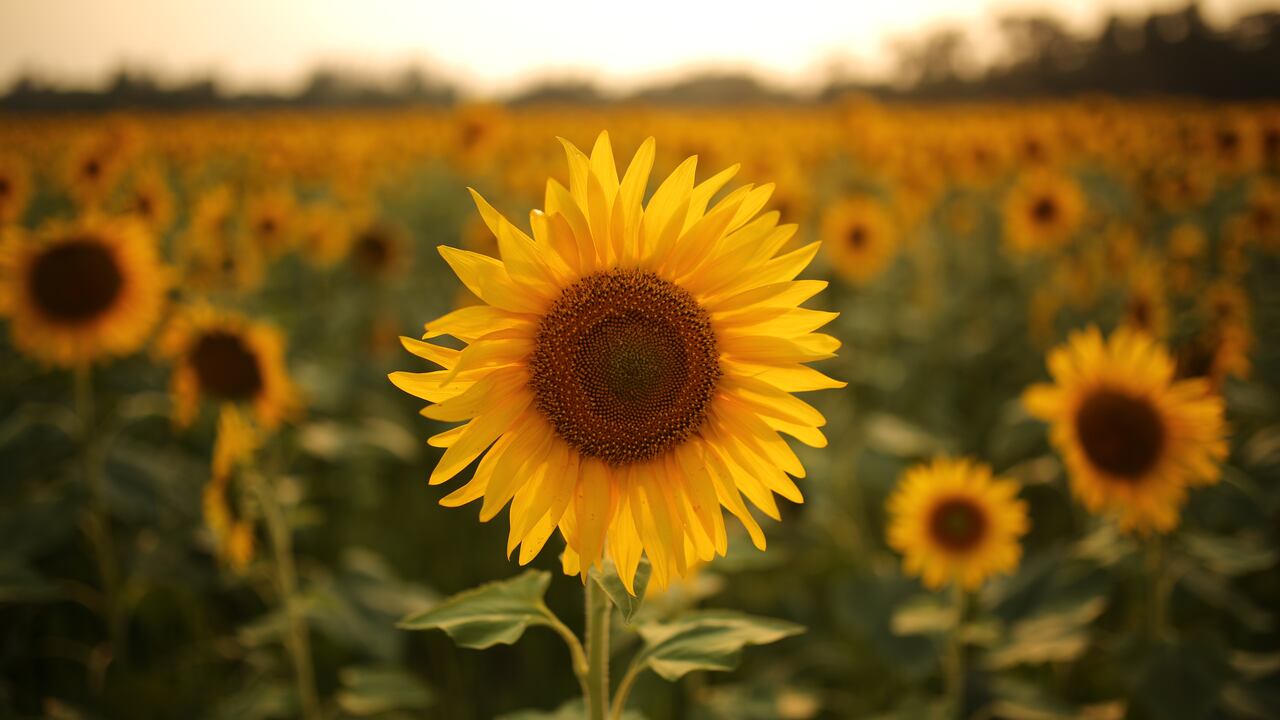 Imagen de referencia