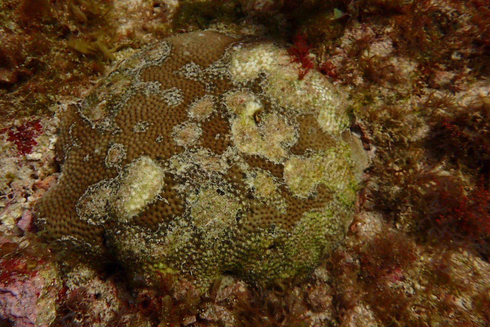 Alerta máxima en el archipiélago de San Andrés por una enfermedad que está atacando a los corales