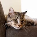 Al cumplir los 11 años, los gatos alcanzan la vejez.