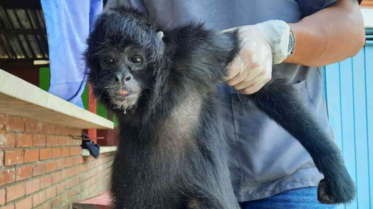 Los monos araña pasarán sus últimos años de vida en un centro de fauna silvestre. Foto: CVC.