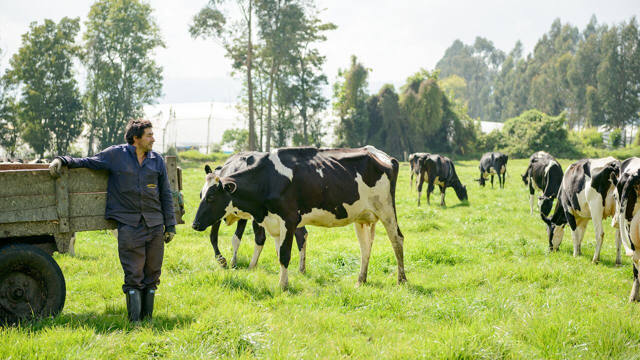 Con programas como la Vaca madrina la empresa trabaja para que el ciento por ciento de la leche provenga de la ganadería sostenible.
