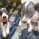 La historia de 'Enana', la perrita rescatada en Chocó