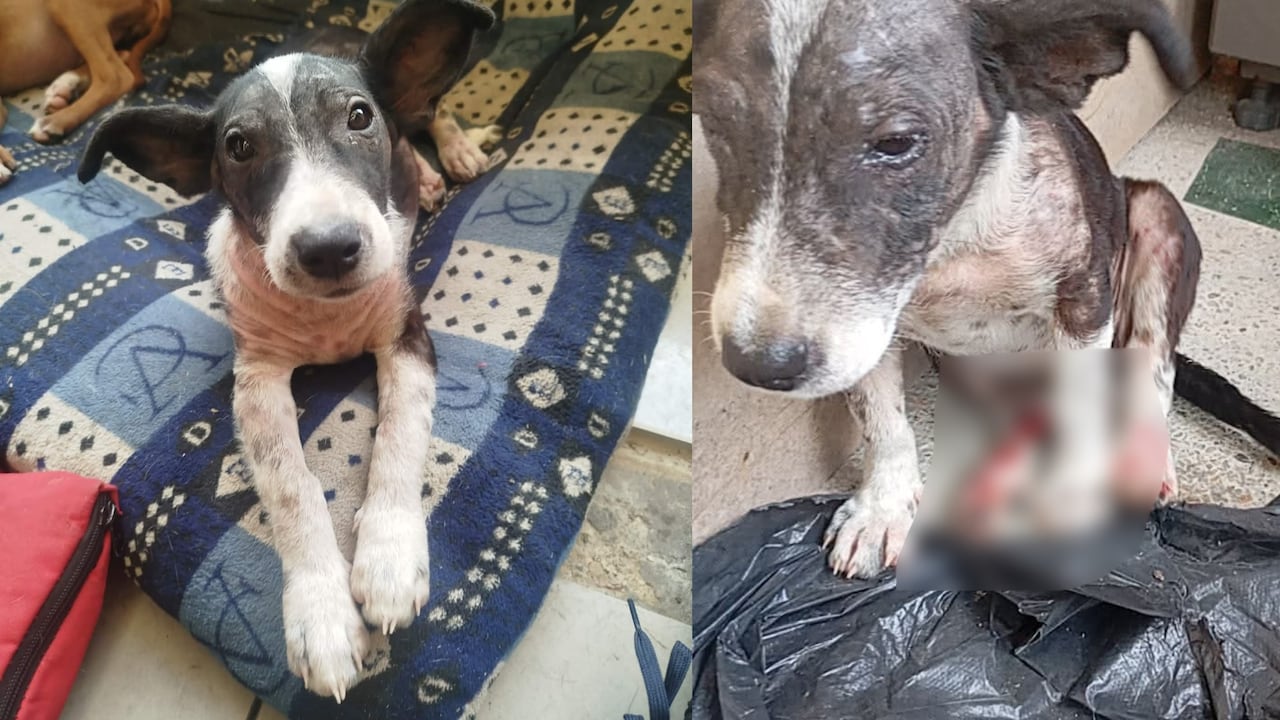 La historia de 'Enana', la perrita rescatada en Chocó