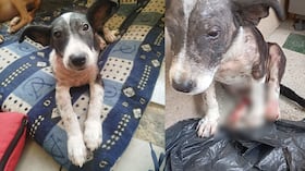 La historia de 'Enana', la perrita rescatada en Chocó
