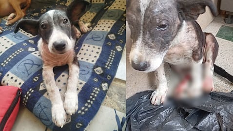 La historia de 'Enana', la perrita rescatada en Chocó