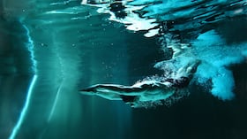 Natación - Imagen de referencia