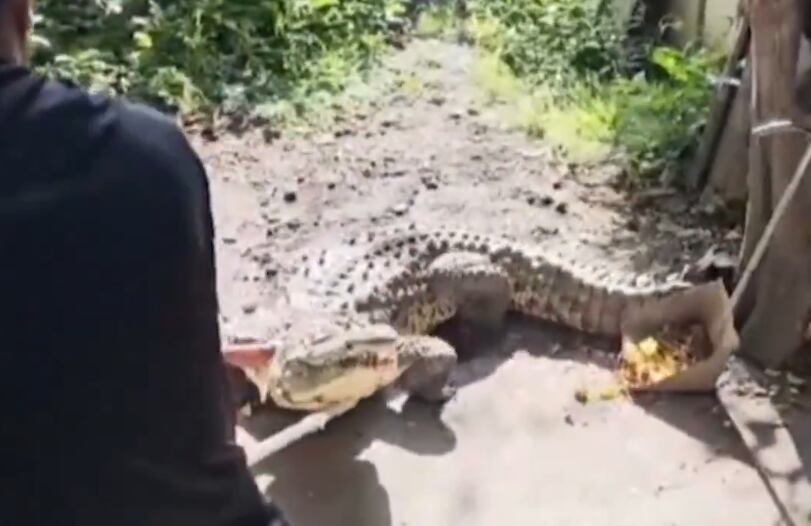 Cocodrilo hallado en Palmira.