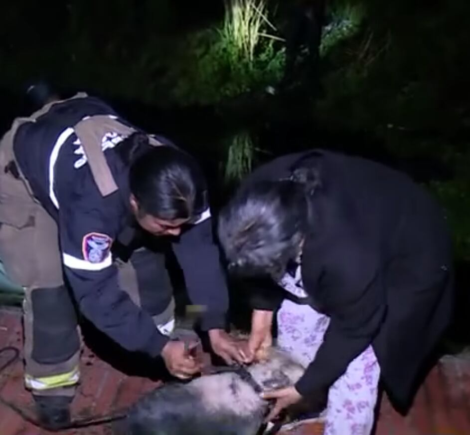 Luna, la mascota de una familia, fue una de las afectadas por el temblor.