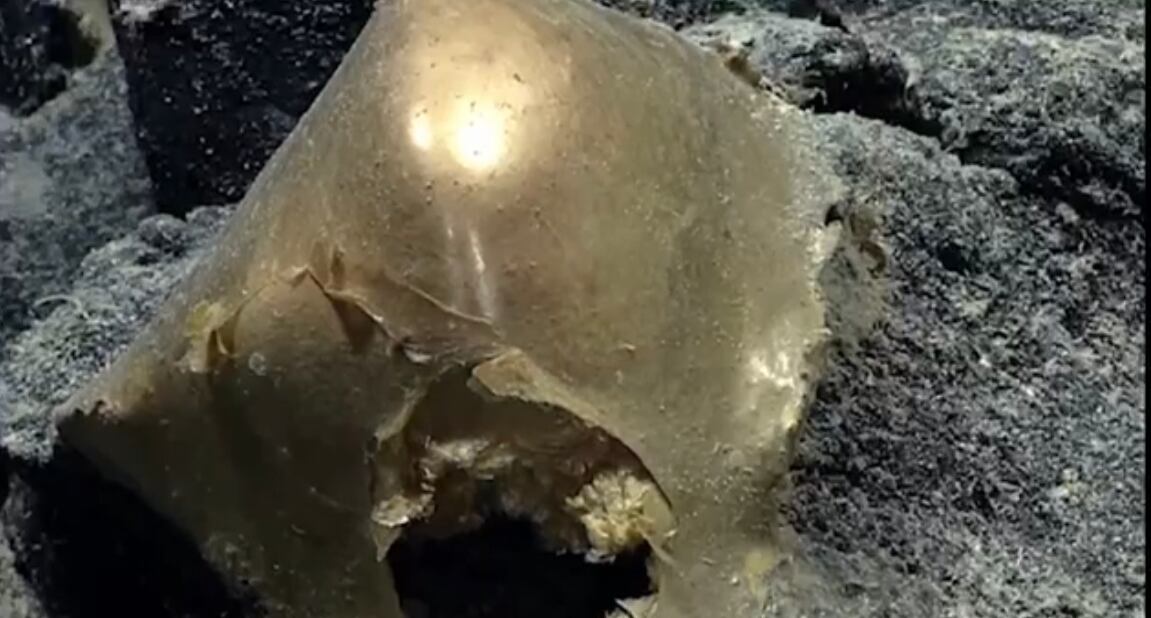 Huevo de oro. Foto: Captura de pantalla video NOAA.