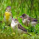 La diversidad de flora y fauna nativa (terrestre y marina) que se conserva en la isla Gorgona, la hace un magnífico destino turístico. Recibe el nombre de Gorgona, por la cantidad de serpientes que habitan allí, pues hace alusión a la gorgona griega Medusa. Su vegetación tipo selva es el hábitat de numerosas especies de aves, mamíferos, insectos y reptiles. Se pueden observar lagartos, tortugas, serpientes, cangrejos, micos, avistar aves y ballenas, entre muchas otras especies. 29 de septiembre de 2024. Foto Jorge Orozco / El País.