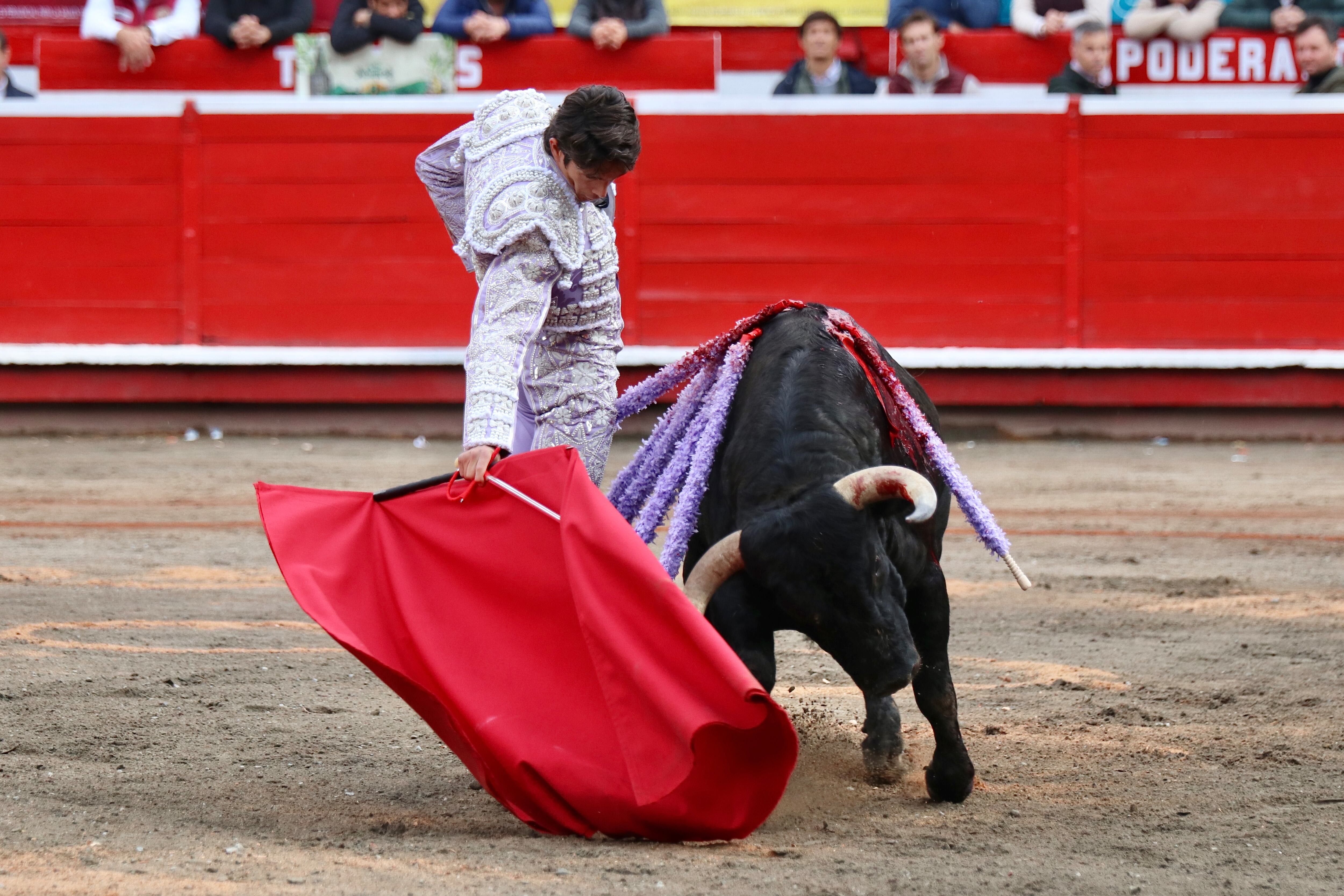 Sebastián Castella y un derechazo bajando la mano, ante una embestida humillada de uno de los toros de la encerrona que vivió en Manizales, con toros de las Ventas del Espíritu Santo, del torero y ganadero César Rincón.