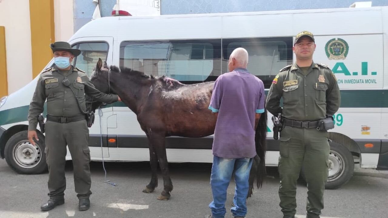 Autoridades capturaron a hombre por maltratar a un caballo en Guacarí, Valle