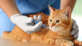 Sida y leucemia felina: guía completa sobre síntomas, mitos y cómo proteger a su mascota