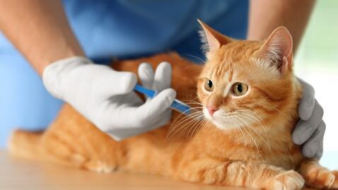 Sida y leucemia felina: guía completa sobre síntomas, mitos y cómo proteger a su mascota