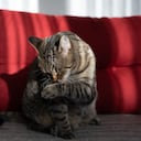 Limpieza de orín de gato.