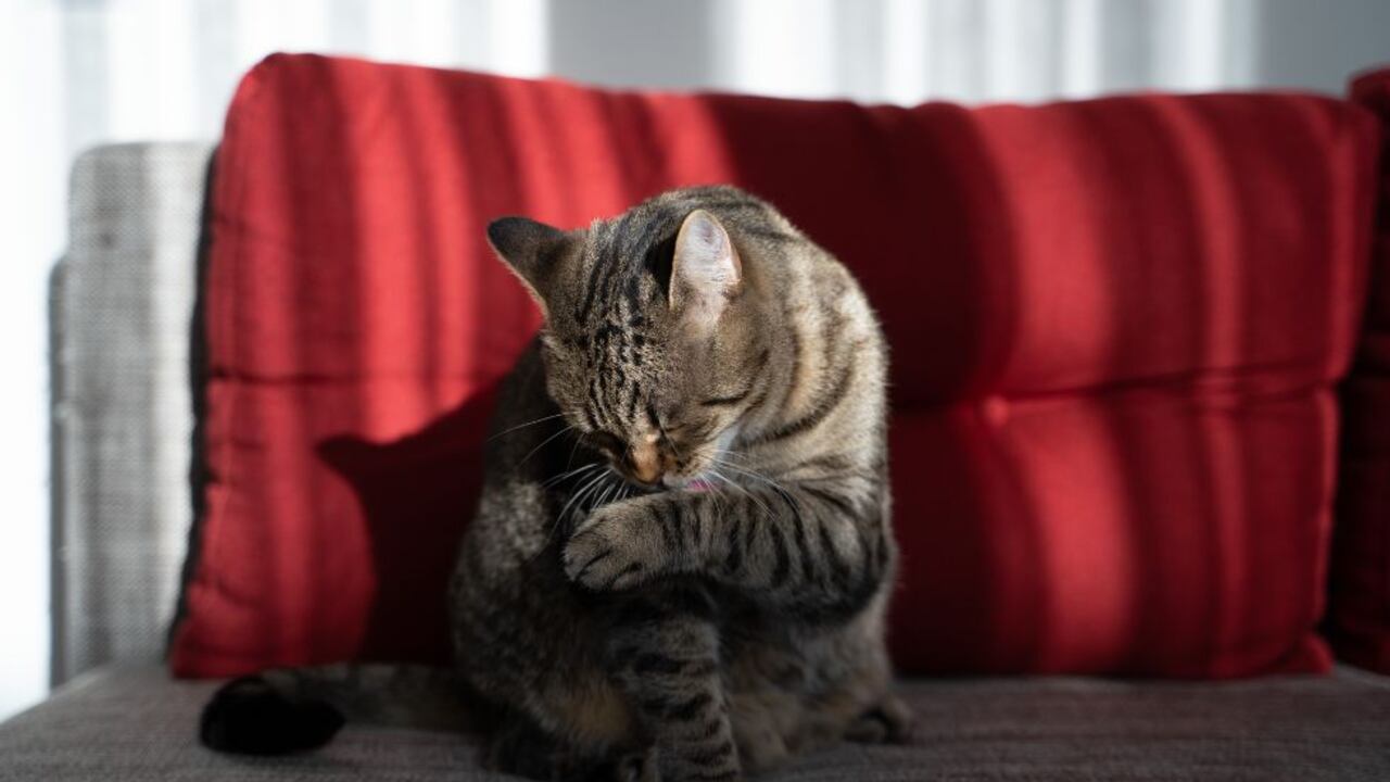 Averigüe su su gato está entre las razas más bellas del mundo