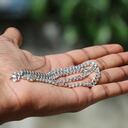 Más allá del imán: Se revela la verdad sobre la autenticidad de la plata, mostrando por qué el imán no es el único indicador confiable.