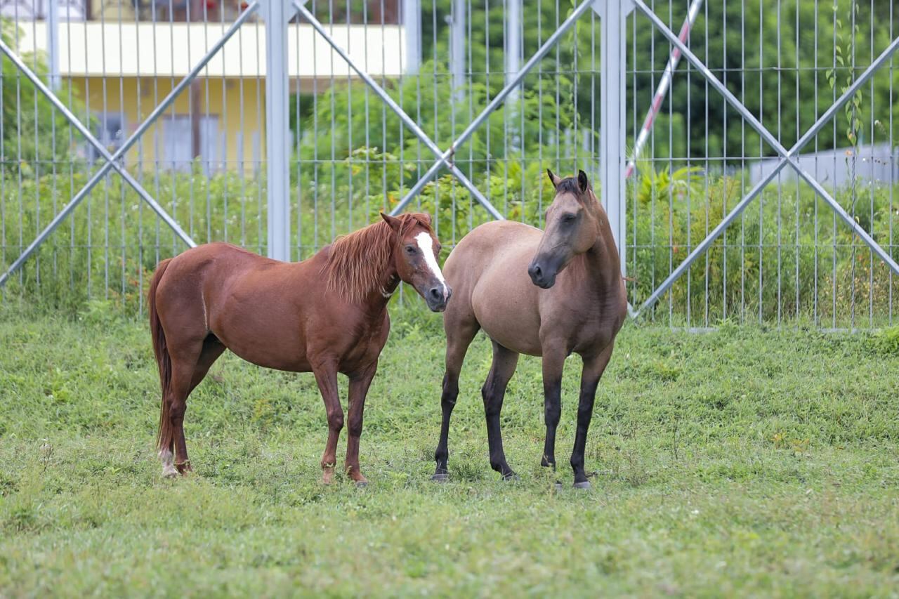 Animales equinos y vacunos tratados por temas de maltrato.