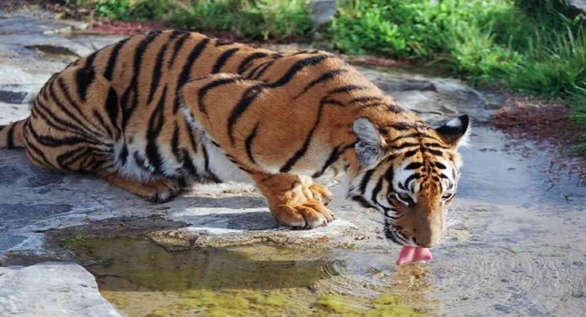 El tigre de Amoy o del sur de China es la subespecie más amenazada en el mundo. La población cautiva llega a los 68 ejemplares, descendientes de 6 tigres originales. En estado salvaje fue avistado por última vez en 1970. Algunos expertos consideran que esta especie funcionalmente ya está extinta. Foto: From the Shanghai gallery at World66/Wikipedia.