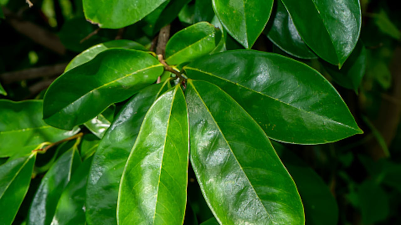 La fruta y la hoja contienen vitaminas B1, B2, B3, B5, B6 y vitamina C.