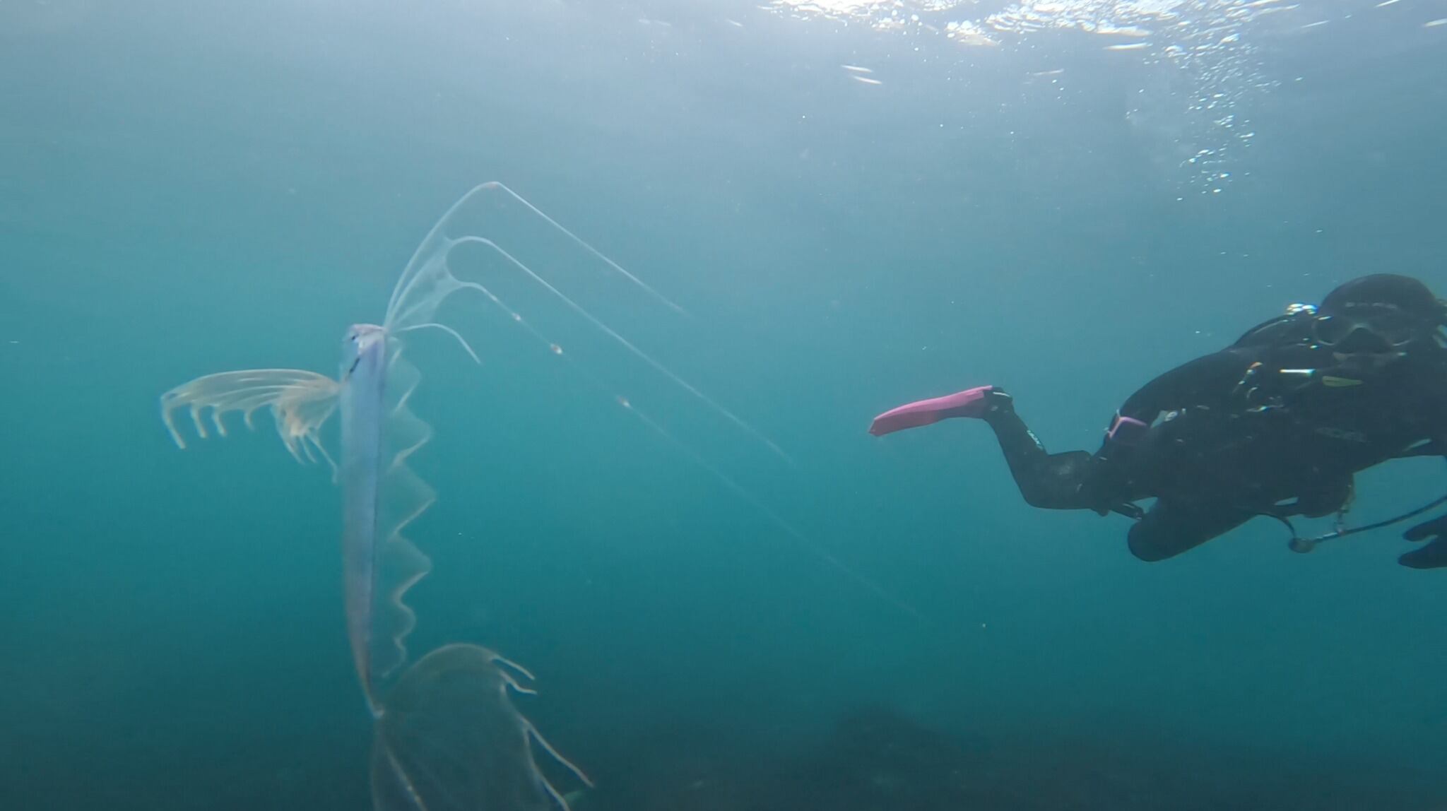 Su hábitat natural se encuentra en zonas del océano a las que el ser humano casi no tiene acceso.