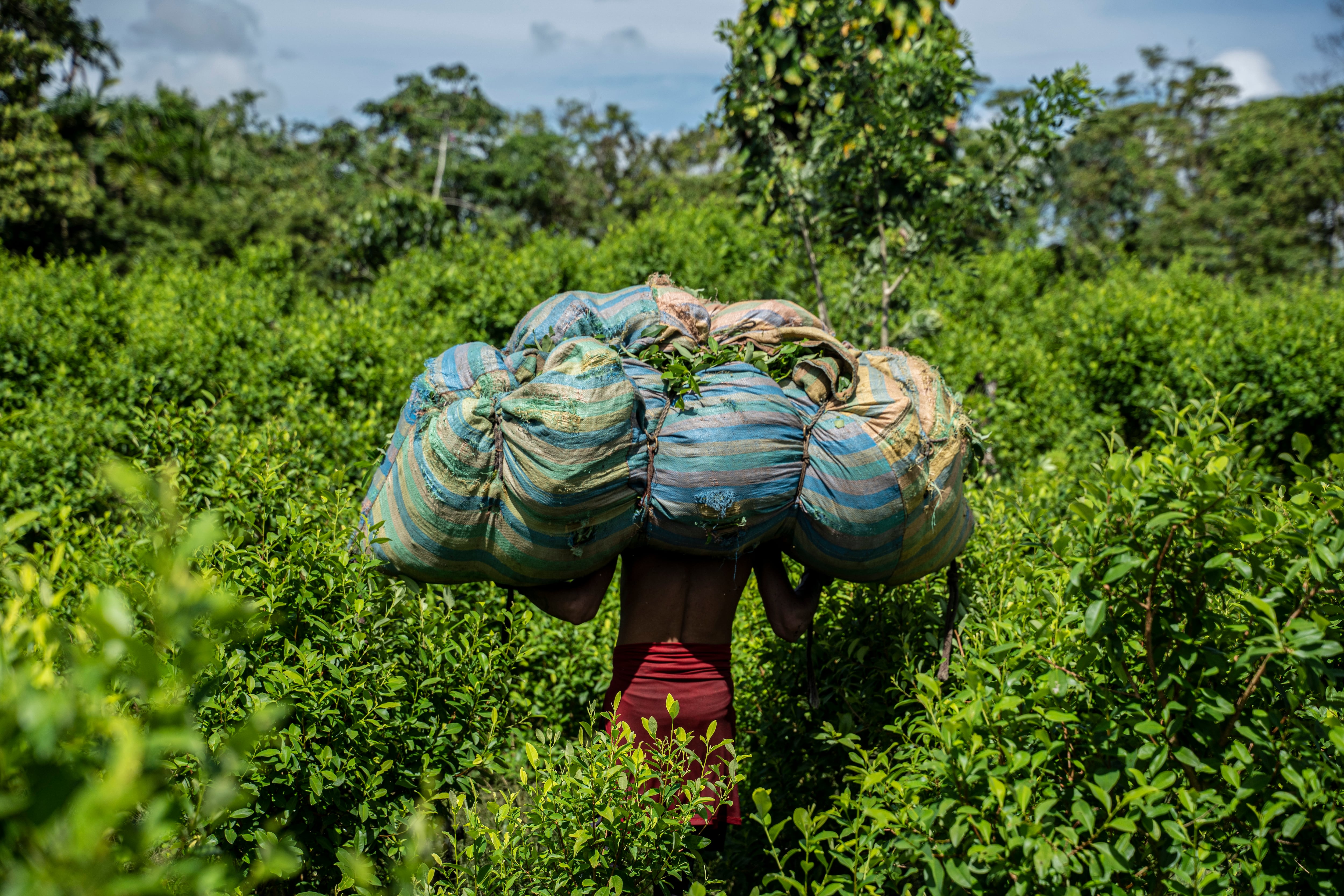 Un cosechador lleva hojas de coca en la espalda en una plantación de coca. Ha puesto medio día para esto.
