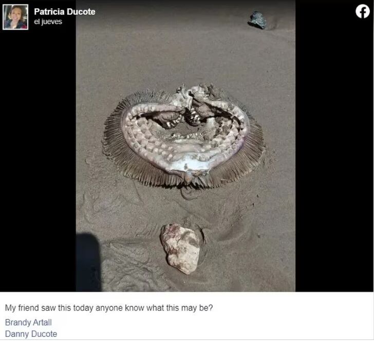 Restos hallados en la playa