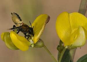 Una abeja cortando hojas.