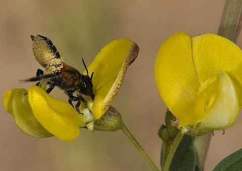 En Colombia, según cifras del Ministerio de Agricultura hay más de 135.000 colmenas de abejas. 