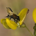 Una abeja cortando hojas.