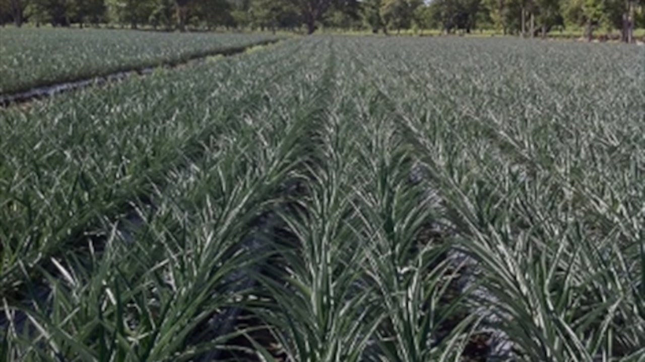 Sembrado de piña del primer fondo de inversión en esa fruta en Urabá.