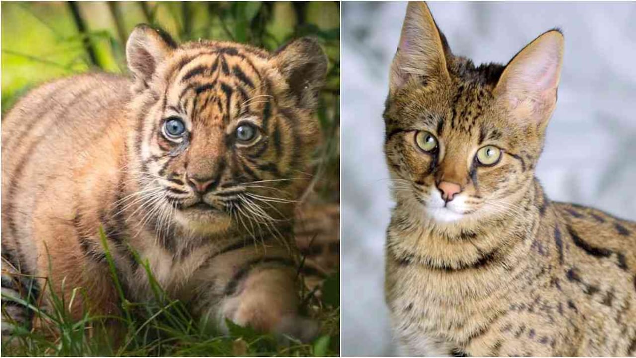 Tigre de Sumatra y gato Savannah. Fotos: AFP y Jason Douglas- Wikipedia