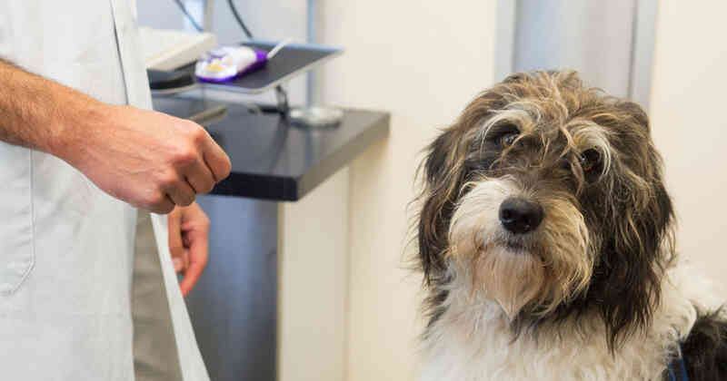 Los perros deben ser revisados por un experto veterinario.